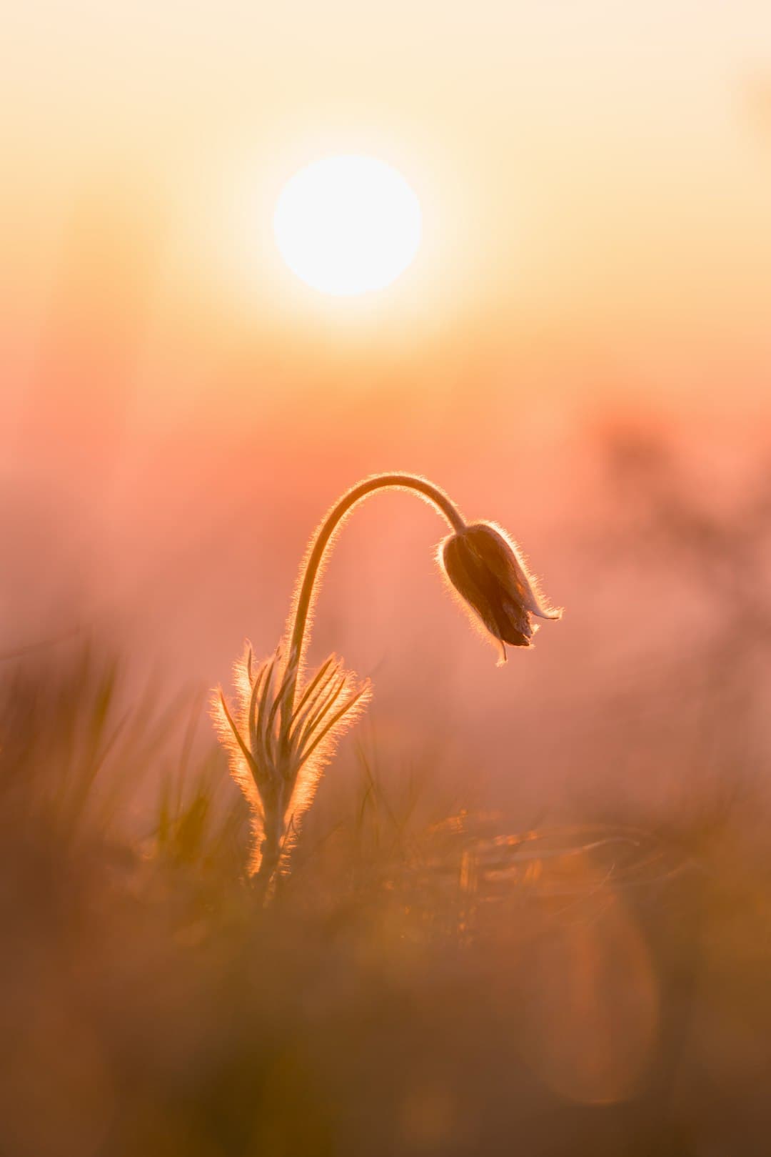 New Life